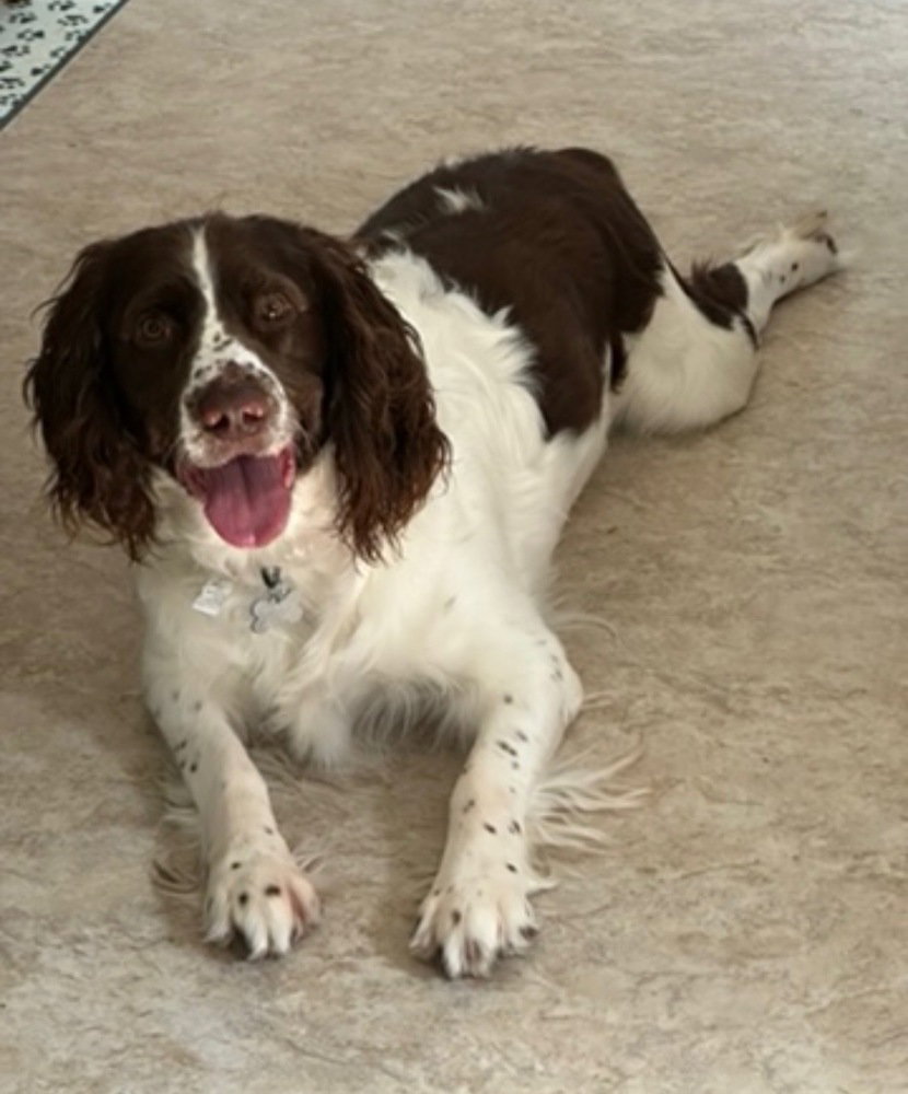 Simon