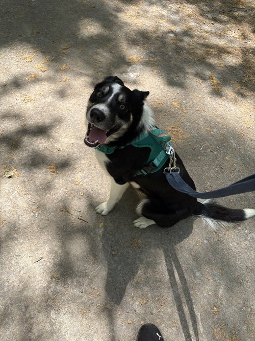 Lanook, an adoptable Border Collie in Springdale, PA