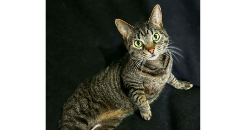 Willow, an adoptable American Shorthair in Springdale, PA