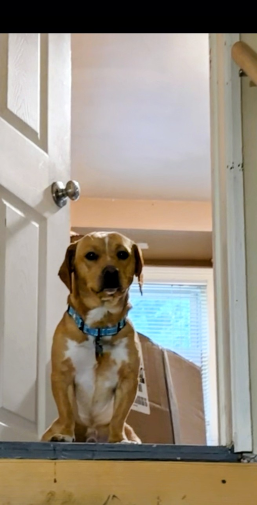 Peanut