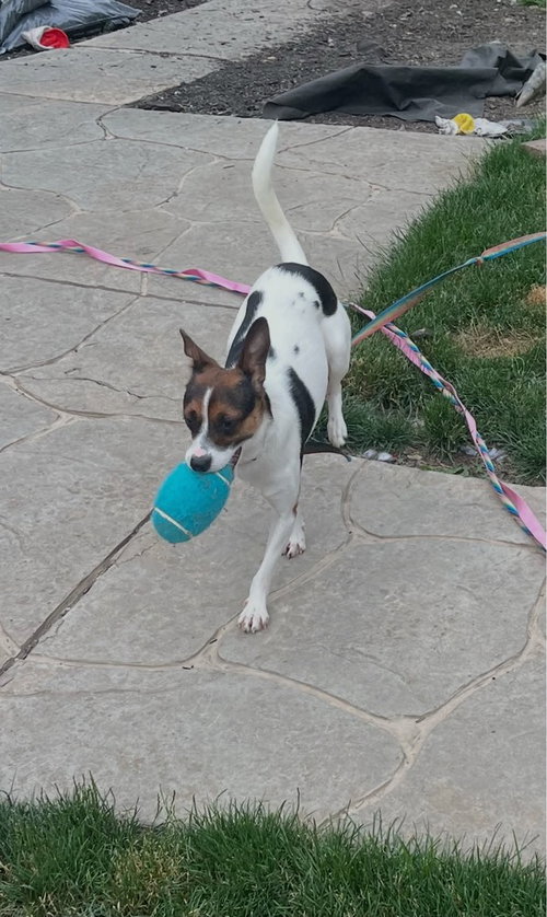 Amelia, an adoptable Jack Russell Terrier in Springdale, PA