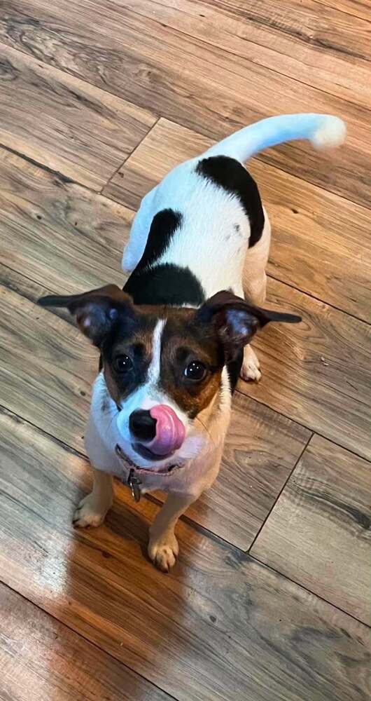 Amelia