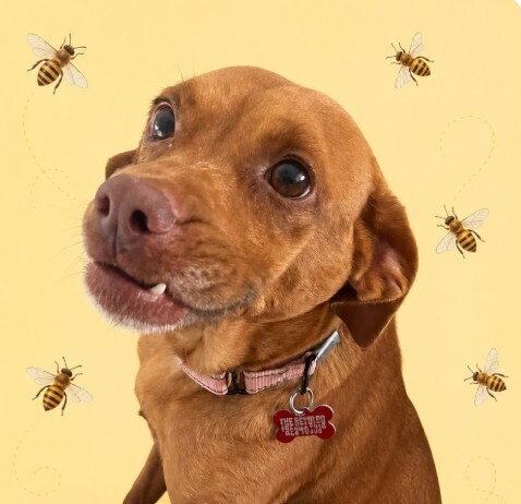 Honey Bee