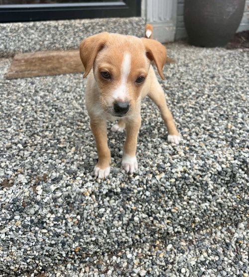 Harvey