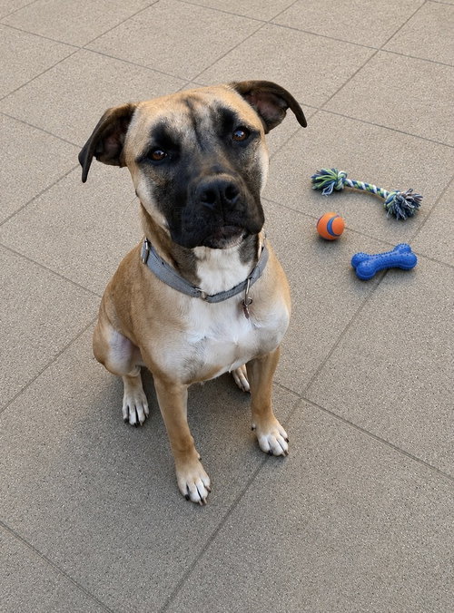 MIKE - Shepherd / Boxer available for adoption