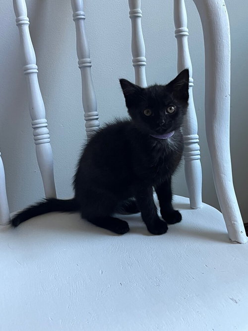 Sweetie