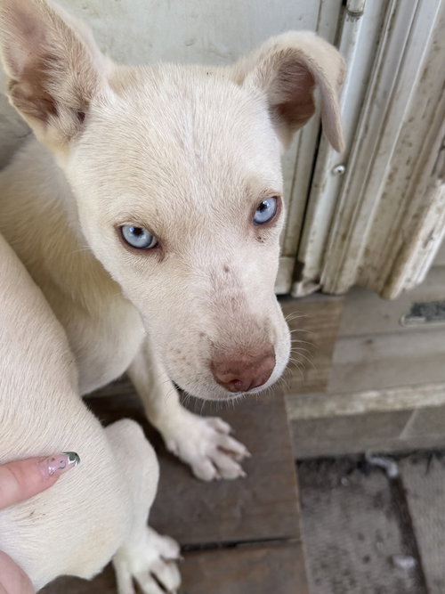 Hugo