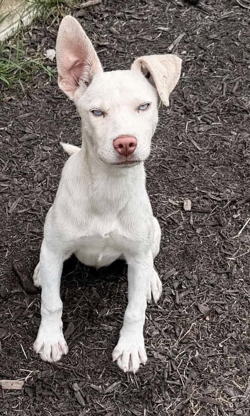 Hugo, an adoptable Husky in Springdale, PA