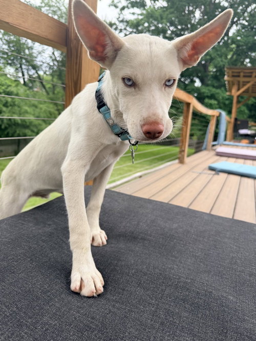 Hugo, an adoptable Husky in Springdale, PA