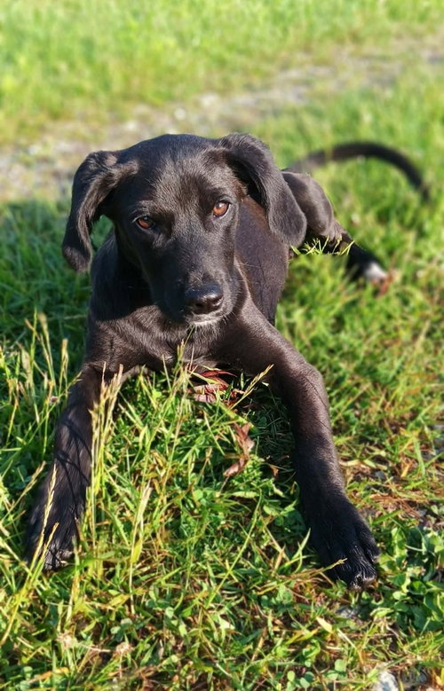 Freedom, an adoptable Labrador Retriever in Springdale, PA