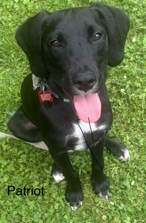 Patriot