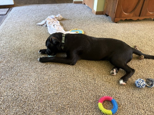 Patriot, an adoptable Labrador Retriever in Springdale, PA
