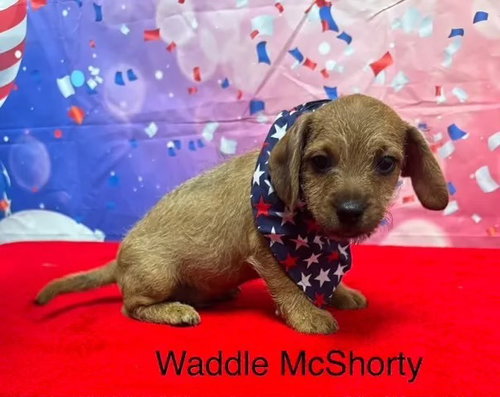 Waddle McShorty