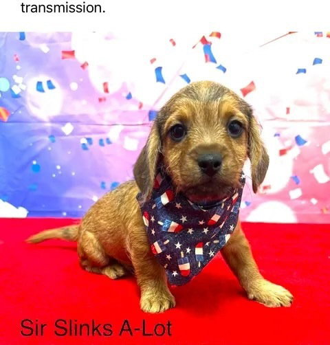 Sir Slinks a Lot