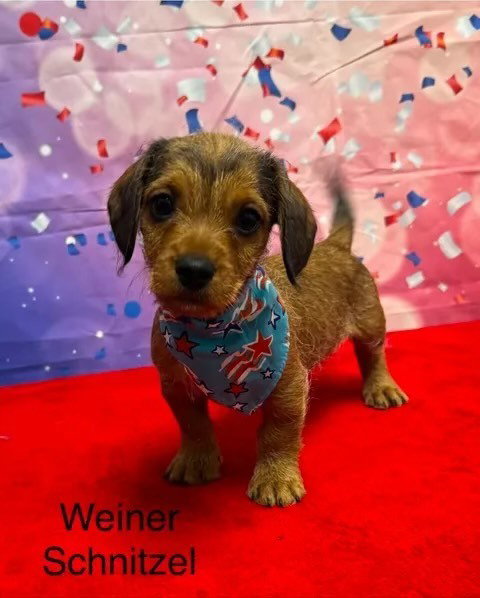 Weiner Schnitzel