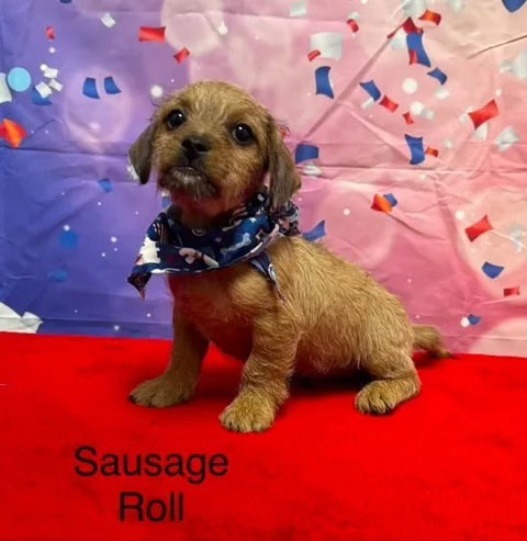 Sausage Roll