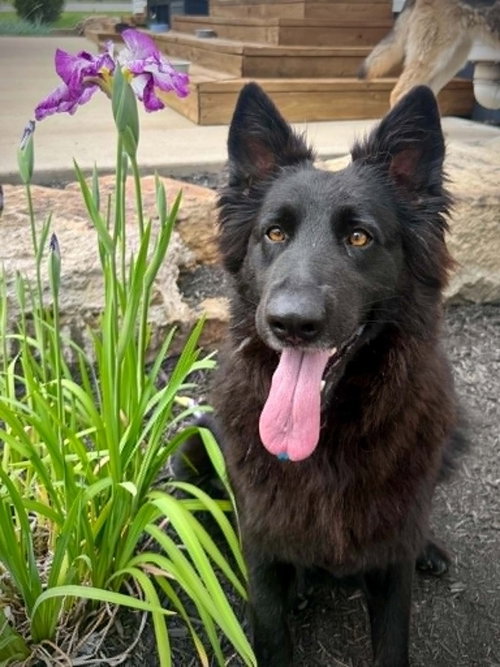 POPPY - German Shepherd Dog available for adoption