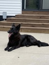 Poppy - Photo 4