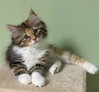 Freya - Photo 1