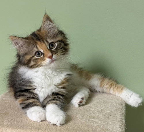 Freya