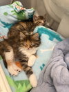Freya - Photo 2