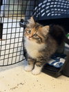 Freya - Photo 3