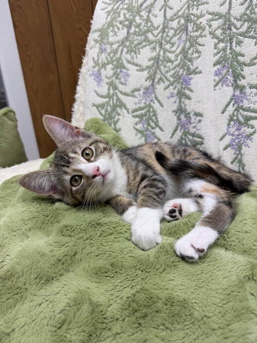FLORA - Domestic Short Hair available for adoption