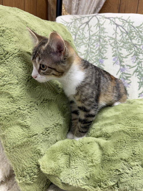 FLORA - Domestic Short Hair available for adoption