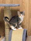 Athena - Photo 1