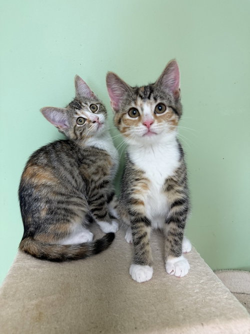 ATHENA - Domestic Short Hair available for adoption