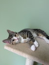 Athena - Photo 3