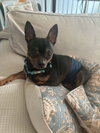 Biggie - Photo 1