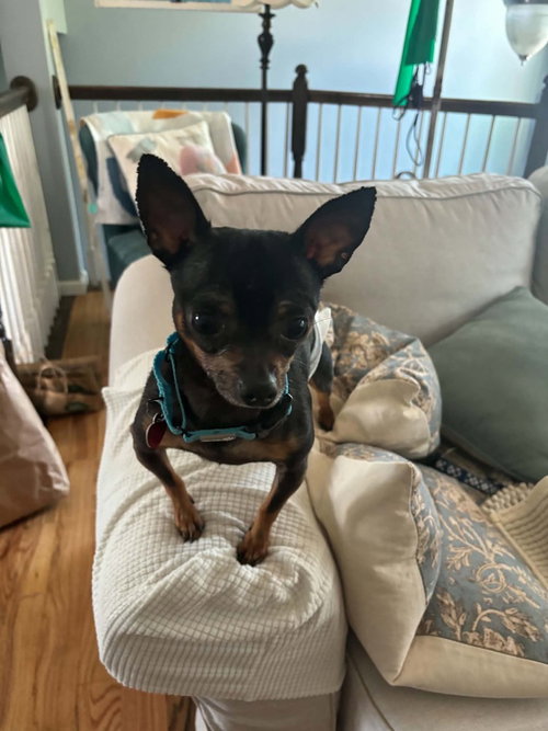 BIGGIE - Chihuahua / Terrier available for adoption