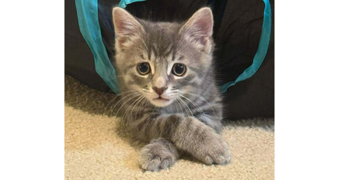 Cosmo
