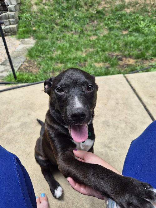 Dill, an adoptable Labrador Retriever in Springdale, PA