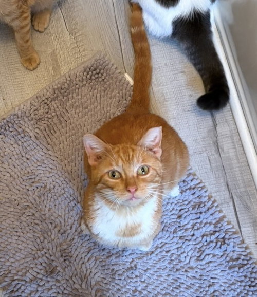 Biscuit