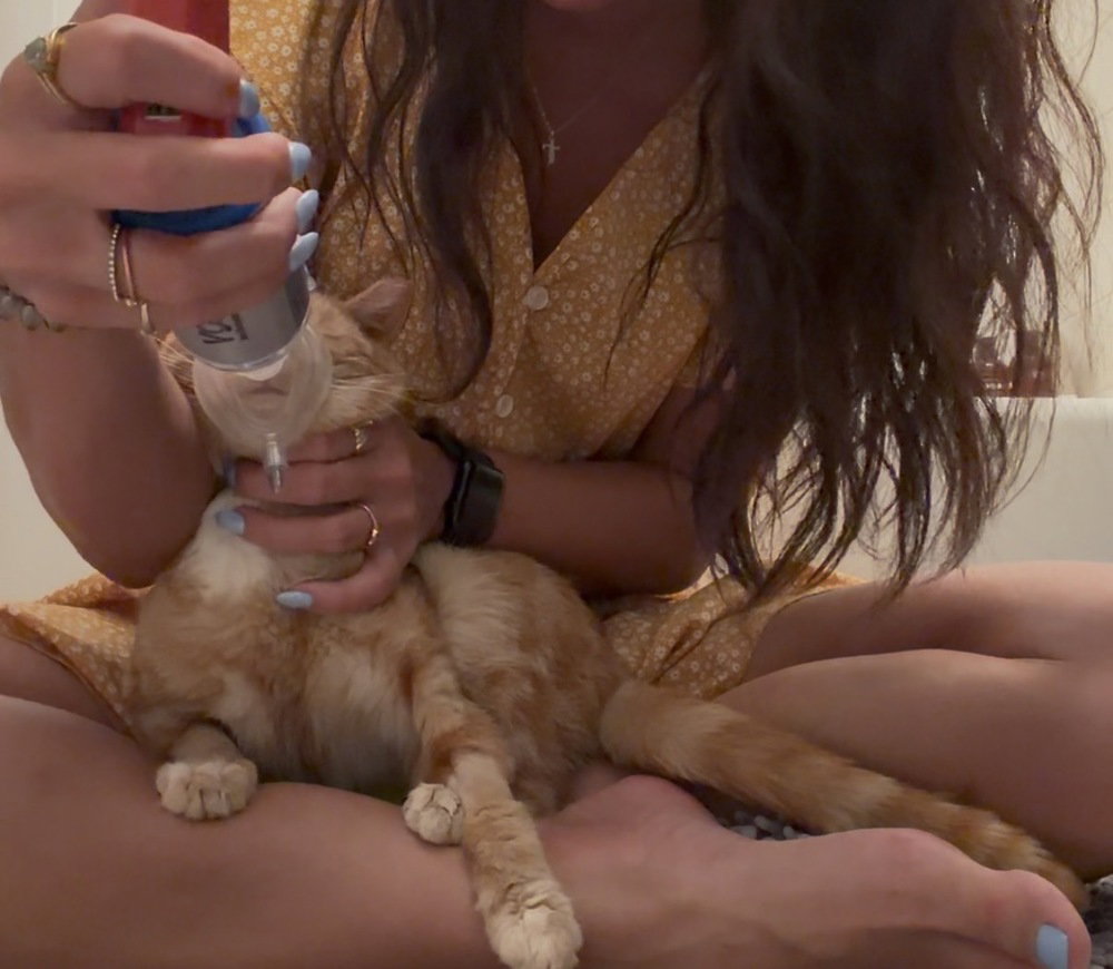 Biscuit, photo 2