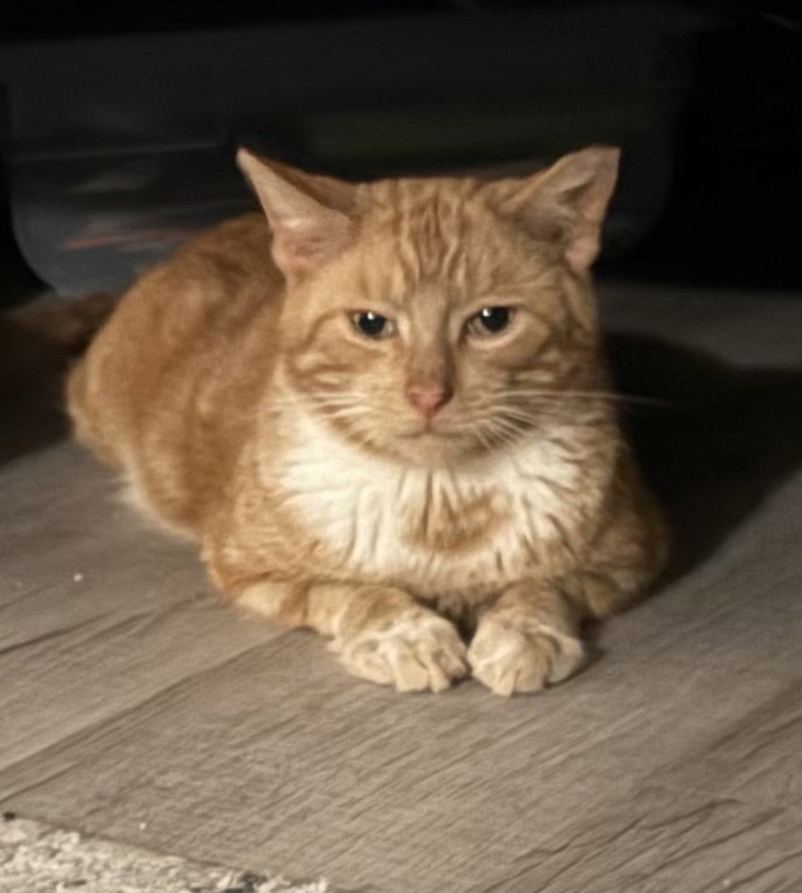 Biscuit, photo 4
