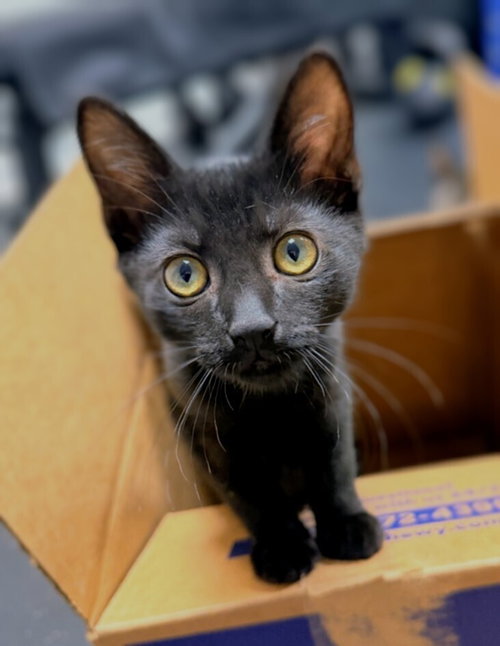 picture of the cat needing adoption