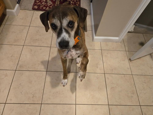Harold, an adoptable Terrier in Springdale, PA