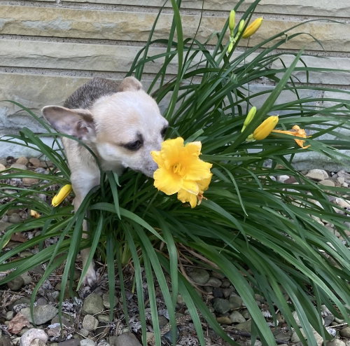 WINNIE - Chihuahua available for adoption