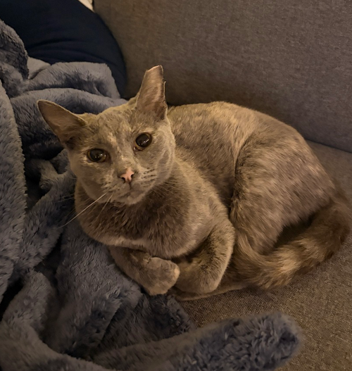 PRALINE - Domestic Short Hair available for adoption