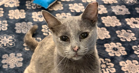 PRALINE - Domestic Short Hair available for adoption