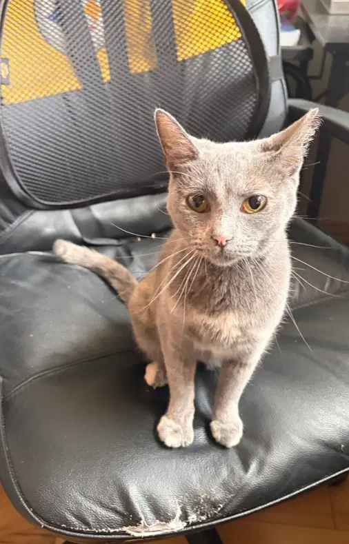 Praline - Domestic Short Hair