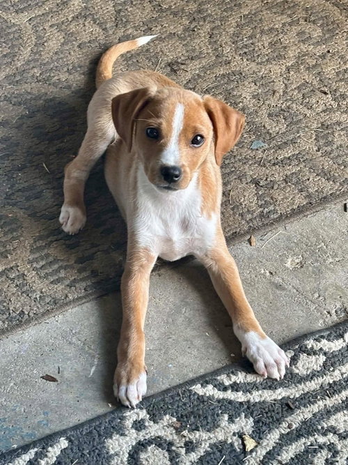 HARVEY - Terrier / Chihuahua available for adoption