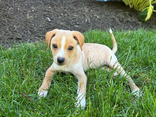 HARVEY - Terrier / Chihuahua available for adoption