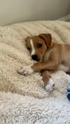 Harvey - Photo 4