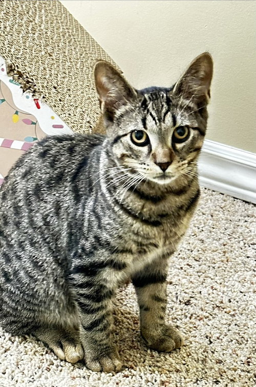 James (bonded with Orla), a cat for adoption from Paws Across Pittsburgh