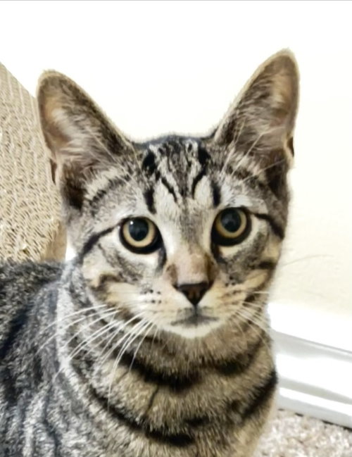 Photo 2 of James (bonded with Orla)