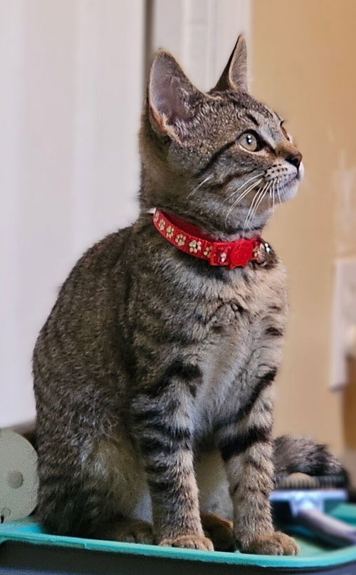 Orla, an adoptable Domestic Short Hair in Springdale, PA